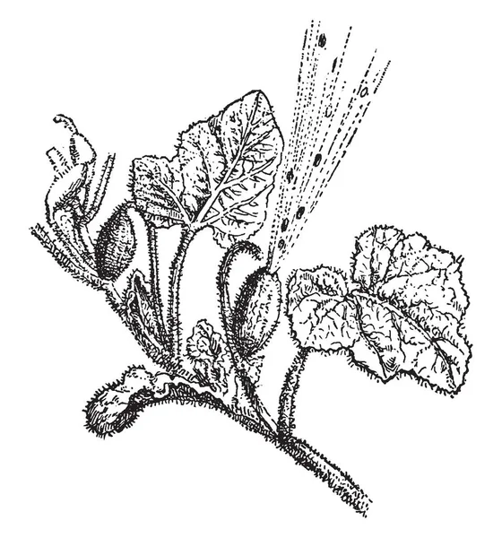 Oyuncak Salatalık Çiçekli Bitkidir Kıllı Kaba Kalın Saplı Bitki Yaklaşık — Stok Vektör