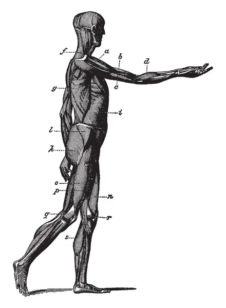 Cette Illustration Représente Vue Latérale Des Muscles Corps Dessin Ligne — Image vectorielle
