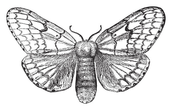 Gypsy Moth Female which is an ocneria dispar, vintage line drawing or engraving illustration.