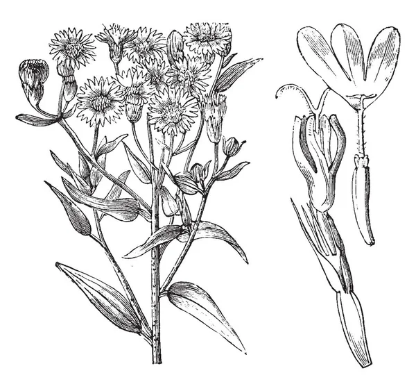 Palafoxia Hookeriana を見せている画像 茎は細くて長いです 花が小さくてピンク ビンテージ ライン描画または彫刻の図 — ストックベクタ