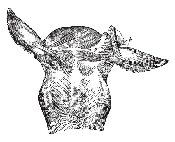 Músculos Orelha Externa Cavalo Onde Camada Superior Scuto Auricularis Internus — Vetor de Stock