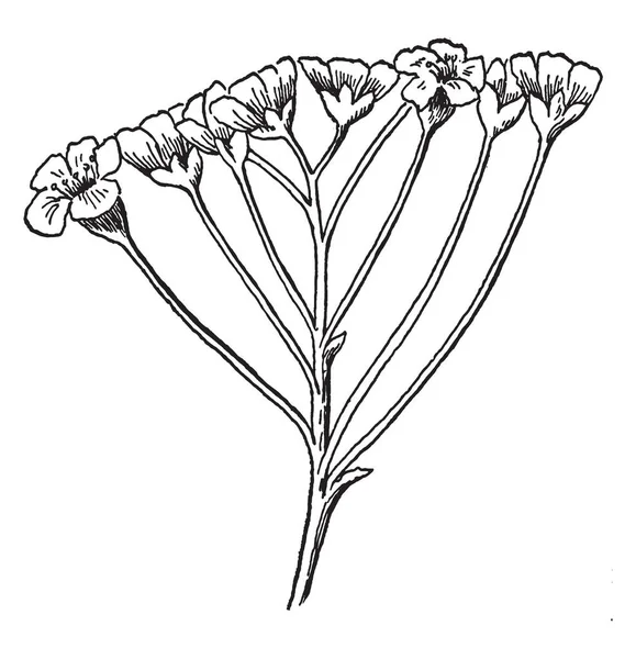 Çiçekler içinde sayısal belirtilen satırı ile temsil edilir, her, vintage çizgi çizme veya oyma illüstrasyon için Tekdüzen dallar.