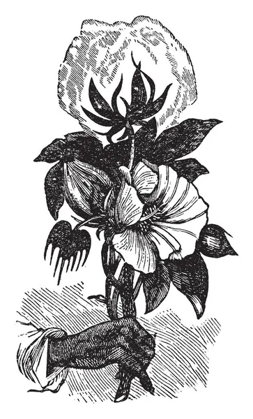 Resimde Gösterildiği Gibi Bir Ile Yakalanan Pamuk Bitki Vintage Çizgi — Stok Vektör