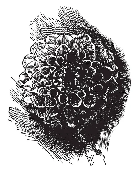Zdjęcie Pokazuje Pokaż Dahlia Kwiaty Zwykle Jednym Kolorze Jest Podwójne — Wektor stockowy