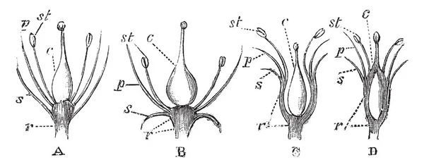 Зображення Показує Поздовжніх Зрізів Квіти Цієї Схеми Показано Ілюструють Модифікацій — стоковий вектор