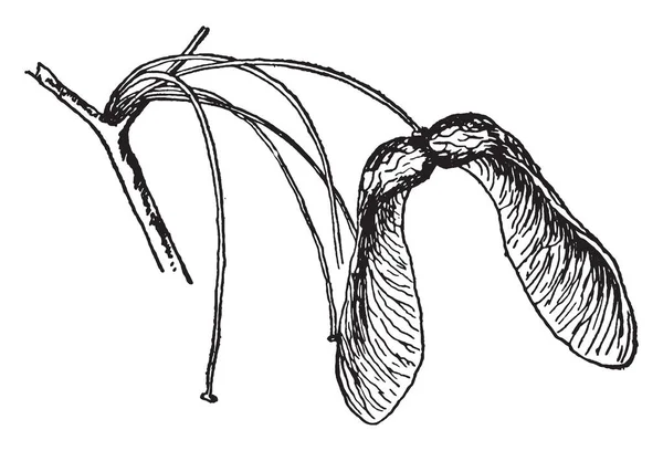 在这个图像中有糖枫的种子 老式的线条画或雕刻插图 — 图库矢量图片