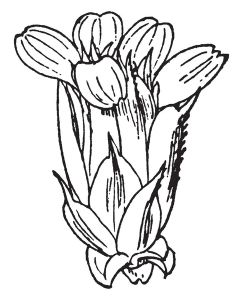 画像は Nassauvia の頭状花序 ビンテージの線の描画を示すやイラストを彫刻 — ストックベクタ