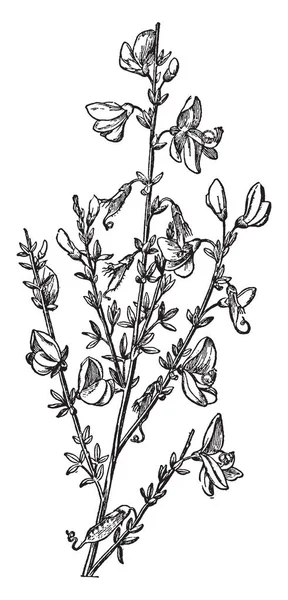 一张图片显示了一个分支和花的普通扫帚也称为 Cylisus Scoparius 复古线条画或雕刻插图 — 图库矢量图片