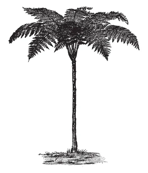 Alsophila Oligocarpa を示す画像 この植物の葉は滑らかで 灰色がかった麦わら色 ビンテージの線描画や彫刻イラストです — ストックベクタ