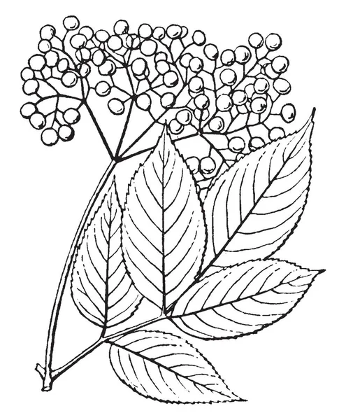 ベリー果実のクラスターの成長は 非常に小さなサイズです 葉は卵形 葉縁は鋸歯状 ビンテージの線の描画や彫刻イラスト — ストックベクタ