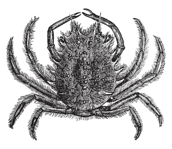 ヨーロッパの蜘蛛蟹は渡り蟹 ビンテージの線描画や彫刻イラストの種 — ストックベクタ