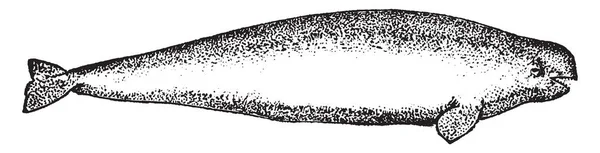 Monodontidae 빈티지 드로잉 그림의 하나입니다 — 스톡 벡터