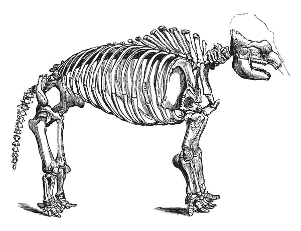 Mastodon iskelet herhangi bir cins Mammut, vintage çizgi çizme veya oyma illüstrasyon soyu tükenmiş mammutid Mammut türüdür.