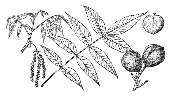 Ein Bild Das Den Zweig Des Sumpfhickorienbaums Zeigt Der Auch — Stockvektor