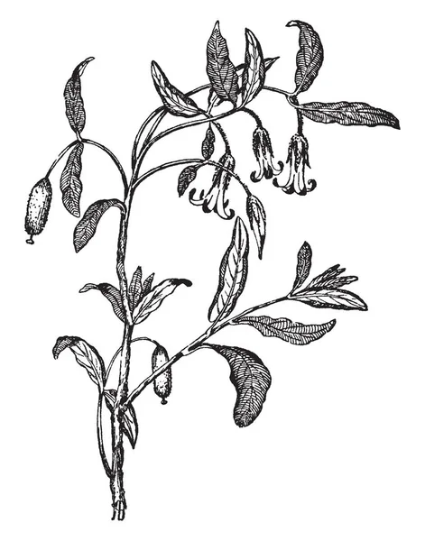 Billardiera 病の画像 それは小さい低木で 鐘形の花や葉は 狭楕円形 ビンテージの線描画や彫刻イラスト — ストックベクタ