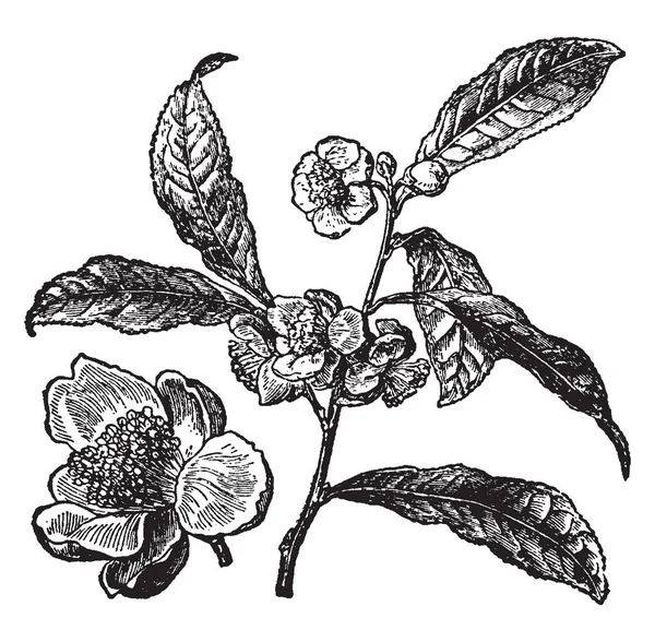 Φυτό Του Τσαγιού Φύλλα Και Άνθη Στο Στέλεχος Ένα Φύλλο — Διανυσματικό Αρχείο
