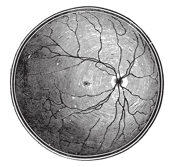 この図は 網膜の盲点 ビンテージの線描画や彫刻イラスト — ストックベクタ