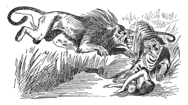 トラにライオン攻撃 女性と赤ちゃんを守る虎落ちた地面 ビンテージの線描画や彫刻イラスト — ストックベクタ