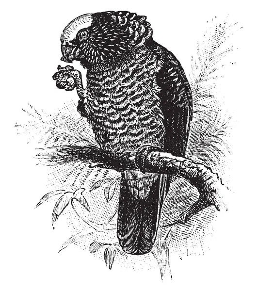 南美洲鹰鹦鹉有一个大勃起颈部胸部 复古线条画或雕刻插图 — 图库矢量图片