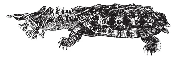 Matamata 或马马马或马马马 老式雕刻插图 动物的自然历史 1880 — 图库矢量图片