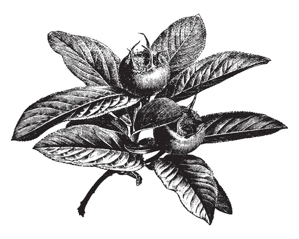 これは 一般的なビワのブランチです それはそれで果物を持って 葉は槍形 ビンテージの線描画や彫刻イラスト — ストックベクタ