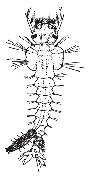 Culex Pungens Genus Mosquitoes Vintage Line Drawing Graving Illustration — стоковый вектор