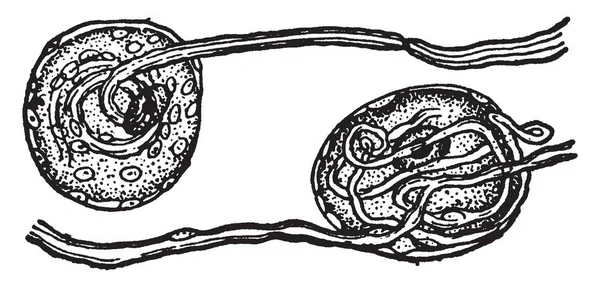Ілюстрація Показує Нервові Клітини Спинномозкових Ганглій Вінтажний Малюнок Лінії Або — стоковий вектор