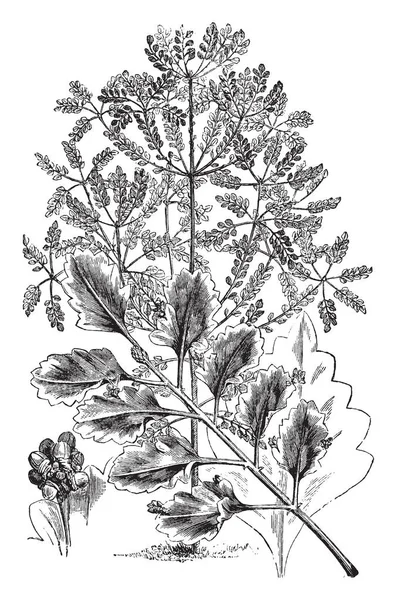 Картинка Изображающая Листья Сорта Глаука Имеет Форму Веера Рисунок Винтажной — стоковый вектор