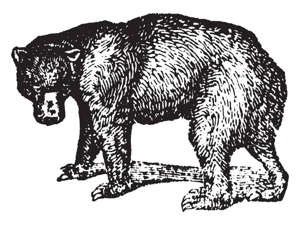 黒いクマはミディアム サイズ クマ原産北アメリカ ヴィンテージの線描画や彫刻イラストです — ストックベクタ