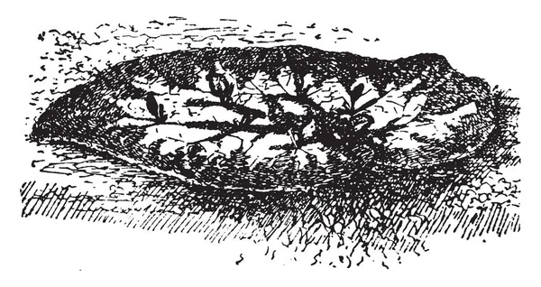 この図は ベゴニア葉ベコニアの切開から若い植物の葉ヴィンテージの線描画や彫刻イラスト — ストックベクタ