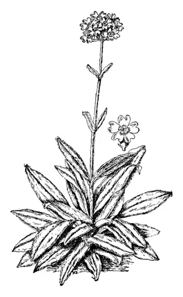 画像は ゼウスの花 Lychnis Flos 葉をなぞってとしてよく知られているを示しています それは Caryophyllaceaea カーネーションとピンクの家族に属しています これらの花は明るい赤で色 ビンテージの線描画や彫刻イラストです — ストックベクタ