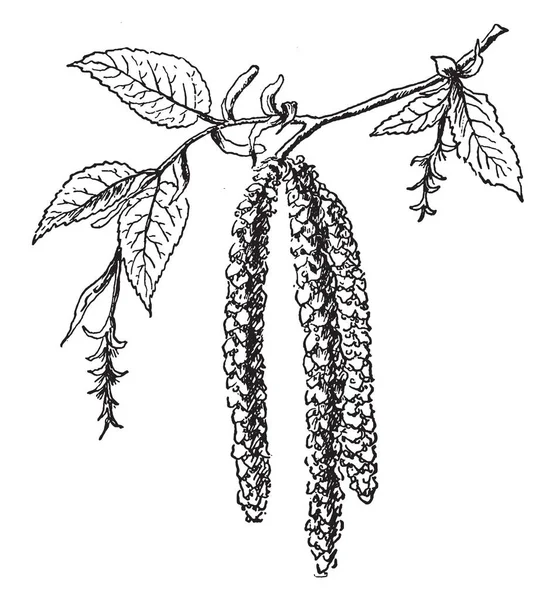 Hop Hornbeam Flores Son Amentos Escamosos Hojas Bien Lobuladas Dibujo — Vector de stock