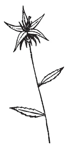 这是坎帕努拉的照片 它有交替和更广泛的叶子 花有一个五浅裂花冠 复古线图画或雕刻例证 — 图库矢量图片