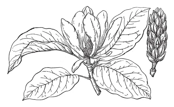 Imagine Magnolia Acuminata Fructele Numesc Castravete Acest Fruct Conuri Distinctive — Vector de stoc