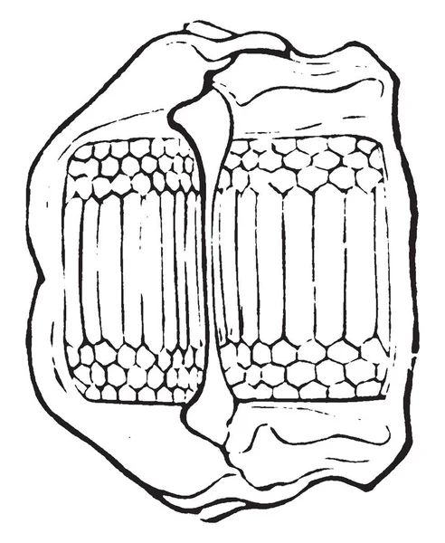 Raie Est Poisson Artilagineux Appartenant Famille Des Rajidae Dessin Ligne — Image vectorielle