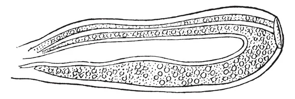 Esta Imagen Representa Athorybia Gonophore Dibujo Línea Vintage Ilustración Grabado — Archivo Imágenes Vectoriales