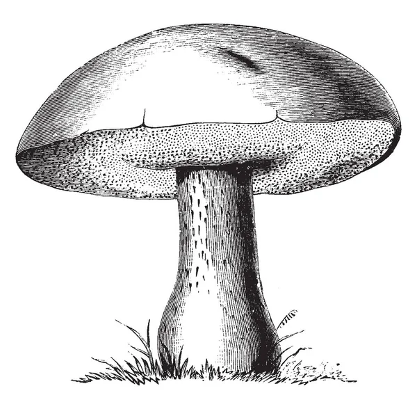 Gemeenschappelijke Boletus Schimmel Groeit Loof Doniferous Bossen Boom Plantages Vintage — Stockvector