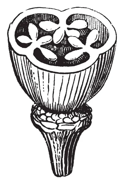 图显示了冰霜杂草卵巢的横截面视图 有三个顶叶胎盘 带有胚珠 它也被称为 切割雌蕊 中间有三个心皮连接成一个质量 复古线条绘制或雕刻插图 — 图库矢量图片
