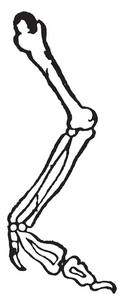 Braccio Composto Tre Ossa Come Osso Superiore Del Braccio Omero — Vettoriale Stock