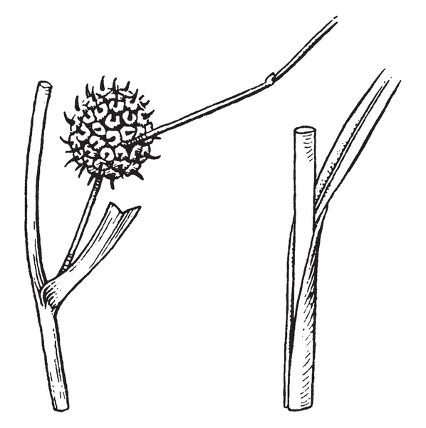 Sparganium의 분기를 줍니다 식물은 Epicene 종류에 성장할 다년생 그것은 빈티지 — 스톡 벡터
