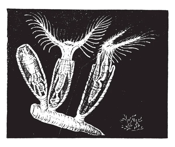 Plumatella ヴィンテージには 図が刻まれています 1880 動物の自然史 — ストックベクタ