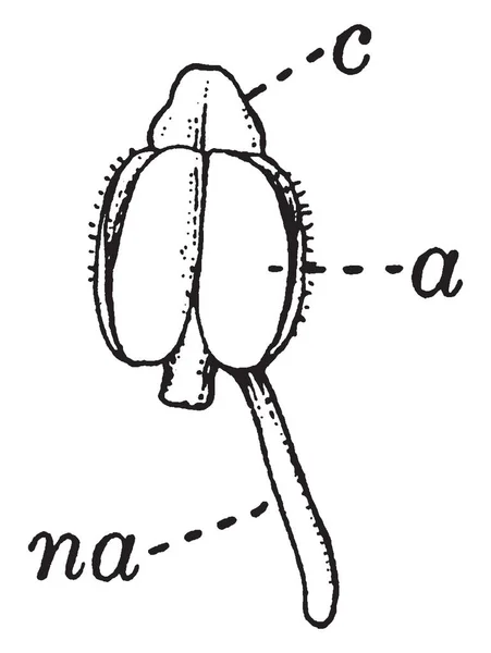 Diagrama Stamen Tricolor Viola Descrevendo Antera Apêndice Nectarial Estame Connective — Vetor de Stock