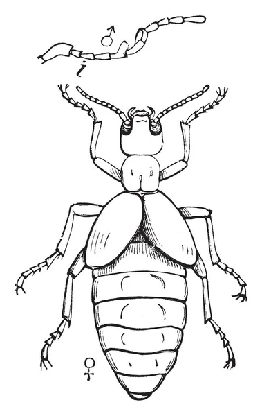 Férfi Buborékfólia Bogarak Bogarak Család Nemében Vintage Vonalas Rajz Vagy — Stock Vector