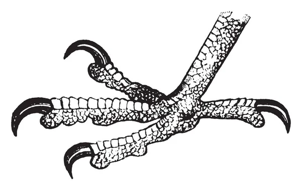 此图片代表猎鹰脚 复古线条画或雕刻插图 — 图库矢量图片