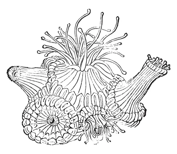 Polip Koral Memiliki Tubuh Tubular Dengan Tentakel Gambar Garis Vintage - Stok Vektor