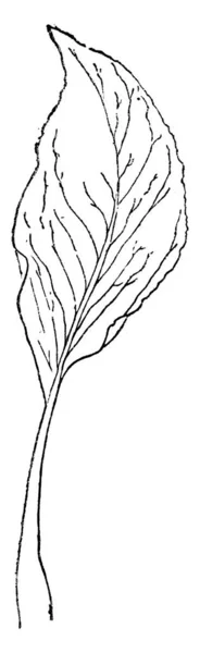 Μια Εικόνα Δείχνει Ένα Φύλλο Spinage Αποβάθρα Τραγανά Φύλλα Εμφανίζονται — Διανυσματικό Αρχείο