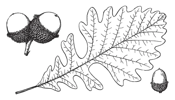 この画像で コナラ檜 果物です それはバールのオークの木 ビンテージの線描画や彫刻図の枝 — ストックベクタ