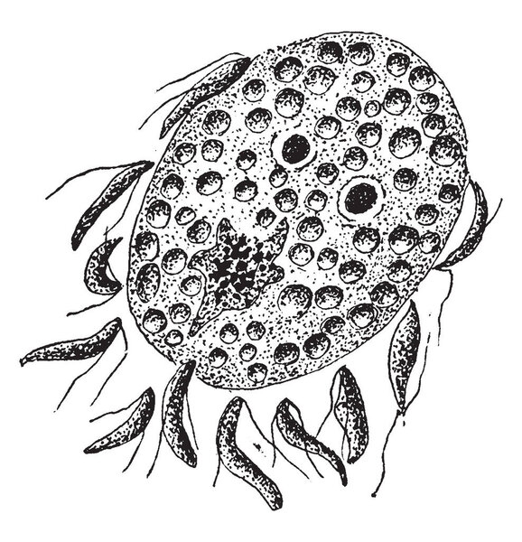 An illustration of the fertilization of the egg by the spermatozooids of a Cyclospora Cayetanensis, vintage line drawing or engraving illustration.