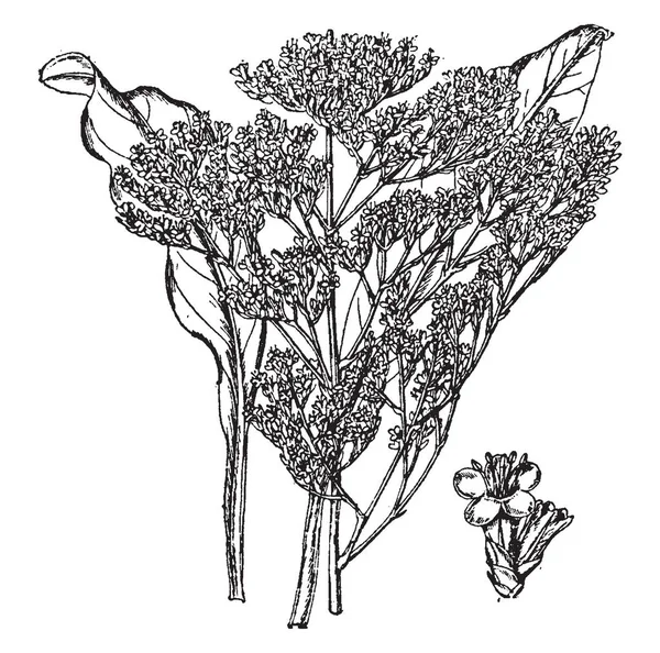 これは スターチス オカダンゴムシの植物です 各支店では つまたは つの花を負いません スパイクが広がっている しばしばヴィンテージの線描画や彫刻イラストの後方に湾曲しました — ストックベクタ