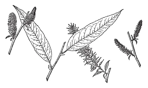 图片显示了柳 Missouriensis 的分支 叶子是心形在基部和有毛下面 这个多集群的小树有深色 有鳞的树皮 这是一个快速增长的小树 复古线条画或雕刻插图 — 图库矢量图片